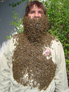 bee removal